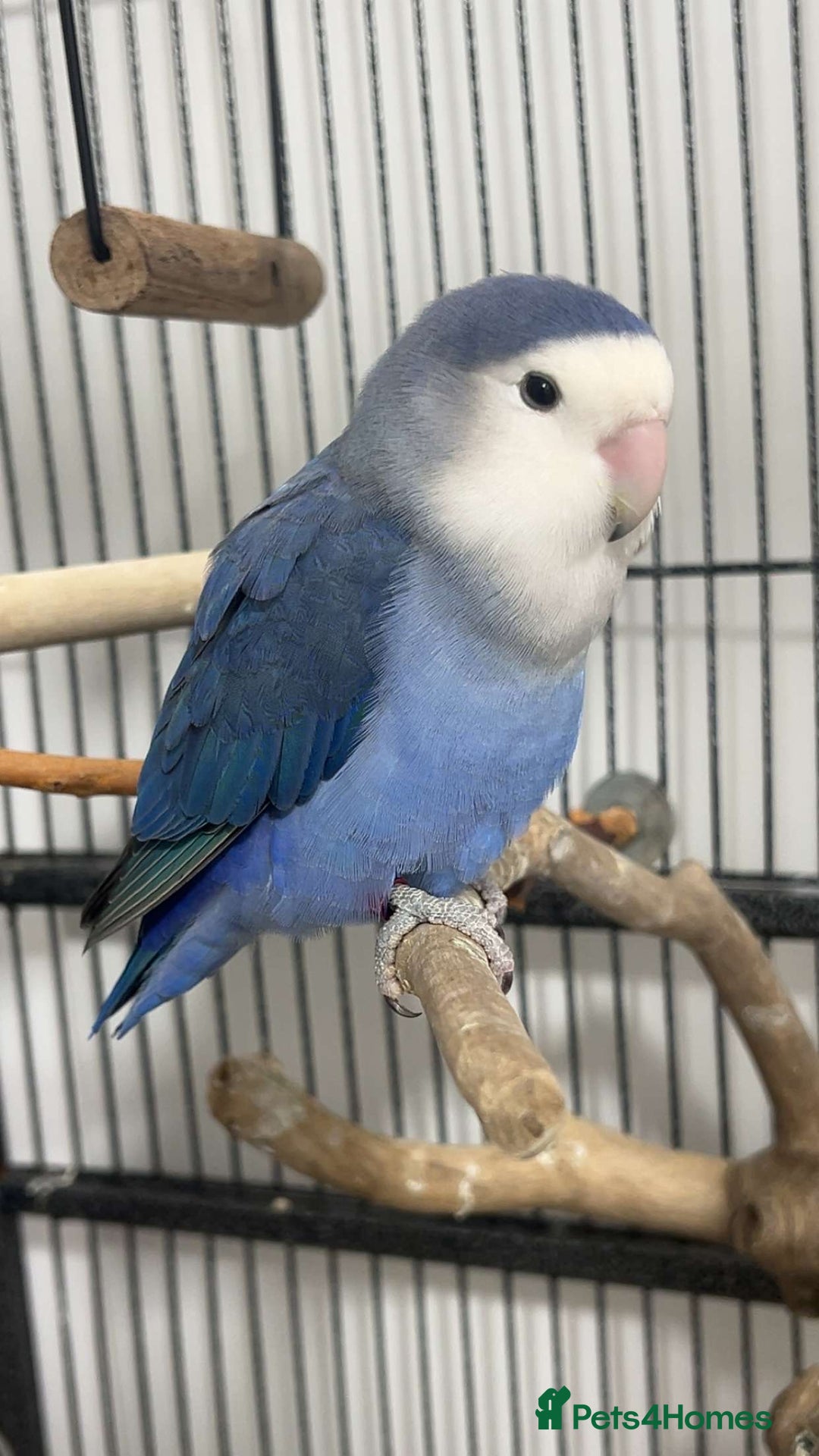 Lovebirds birds for sale: 2 blue peach faced love birds  - Image 2