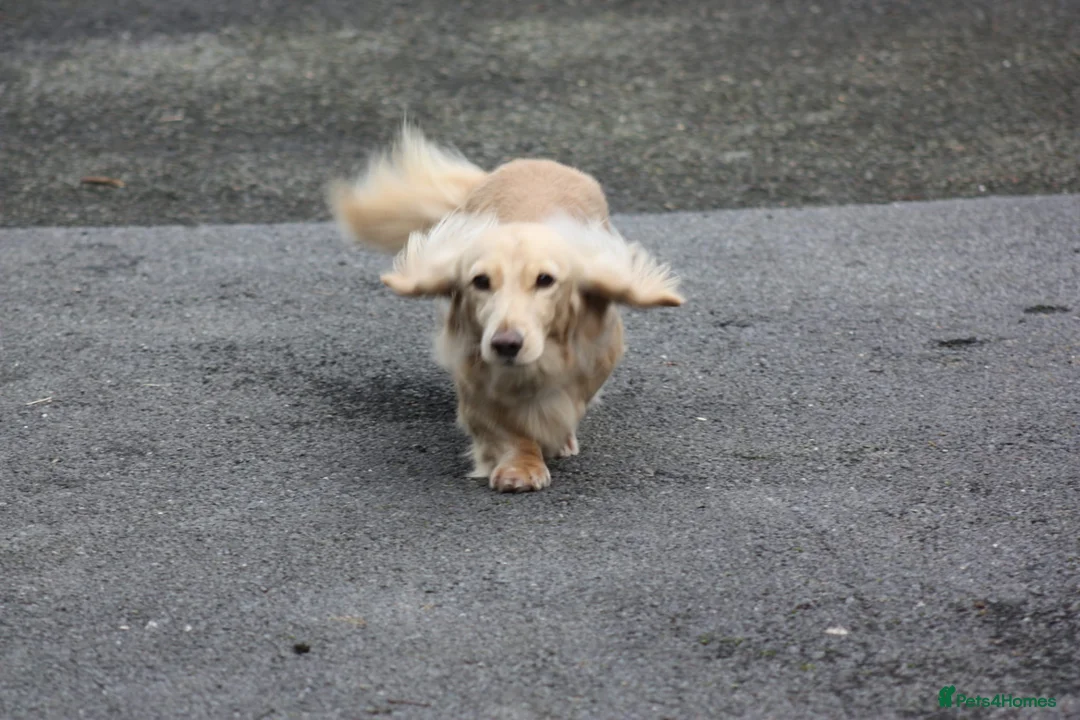 Miniature Dachshund dogs for stud: KC Reg DNA Health Tested CLEAR - CREAM MINI DACH in Littleborough - Advert 5