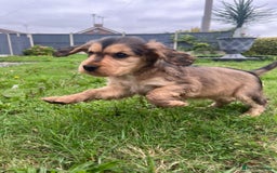 Cocker Spaniel dogs for sale: Gorgeous simbawood cocker spaniel 1 boy 1 girl  - Image 7