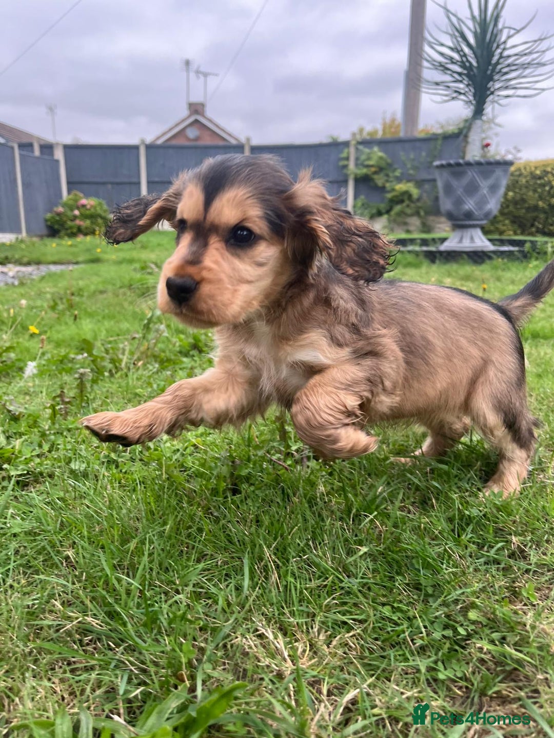 Cocker Spaniel dogs for sale: Gorgeous simbawood cocker spaniel 1 boy 1 girl  - Image 7