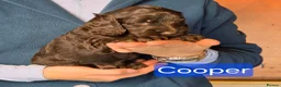 Cockapoo dogs for sale: Stunning cockapoo puppies for sale - Advert 19