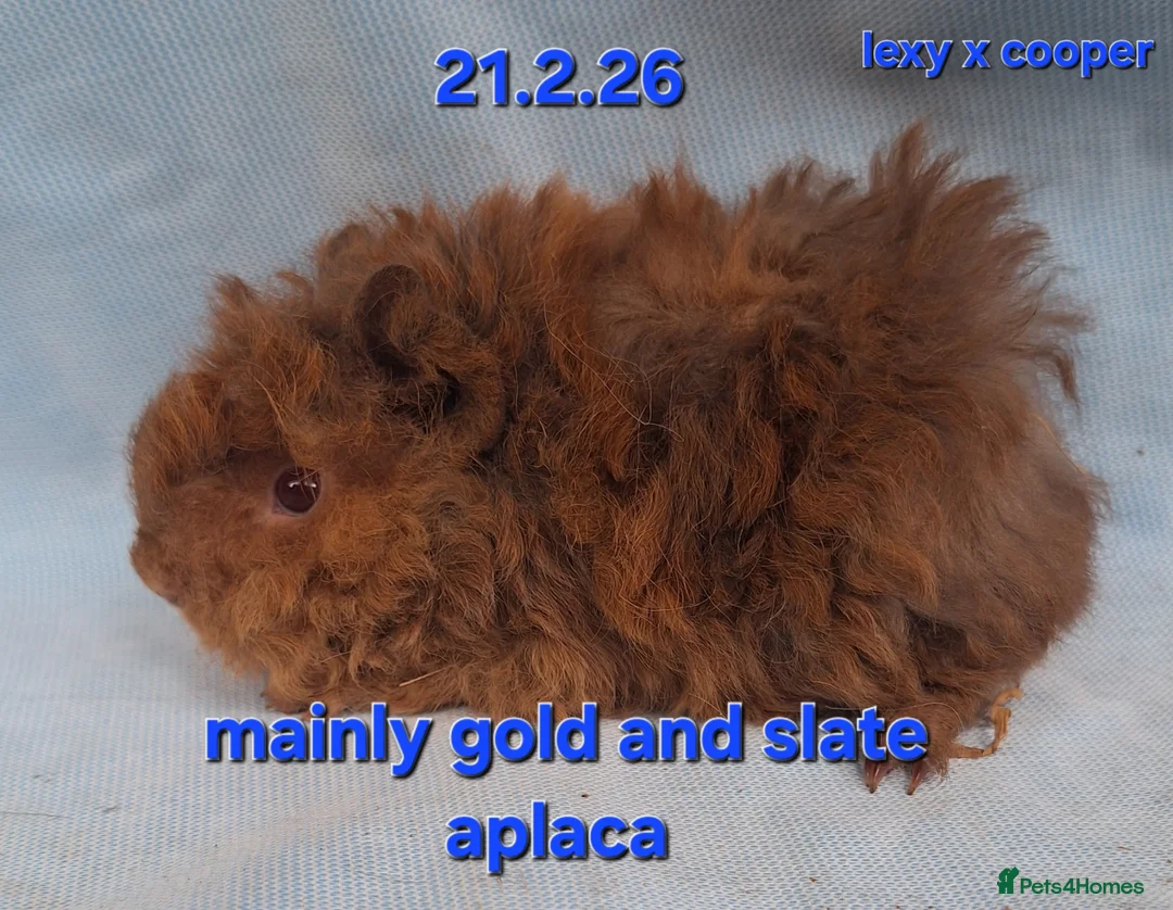 Guinea Pig rodents for sale: Purebred Alpaca guinea pig boars - Advert 4