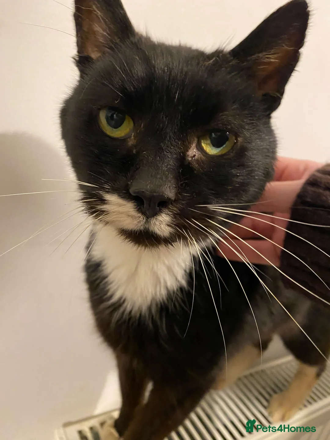 Mixed Breed cats for sale: Cuckoo The Cat - Advert 2