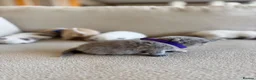 British Shorthair cats for sale: FULL PEDIGREE BSH KITTENS IN THE COTSWOLDS - Advert 14
