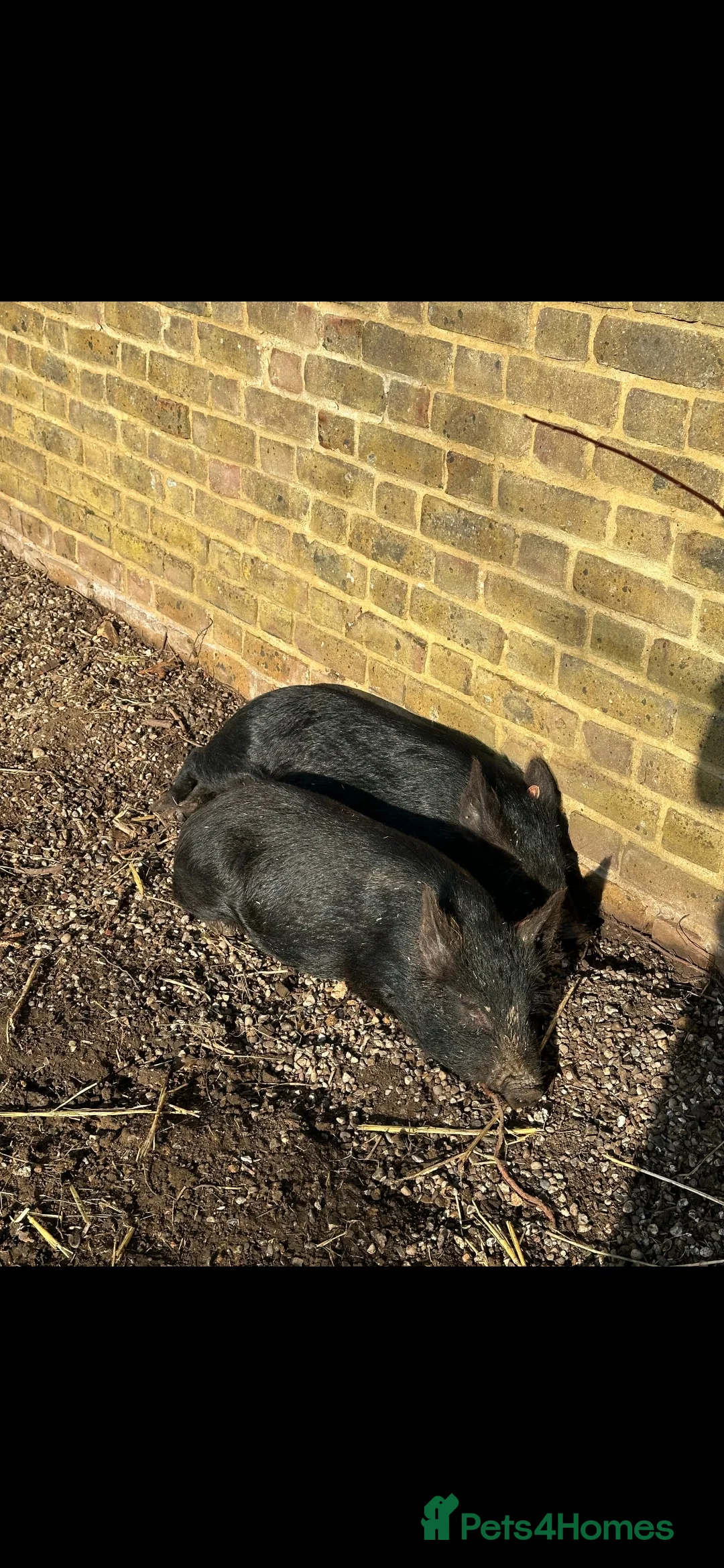 Pig livestock for sale: 2 male pigs for sale - Advert 7