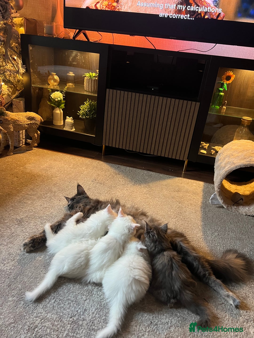 Maine Coon cats for sale: 2 odd eye male Mainecoon and 1 female smoke kitten - Advert 14