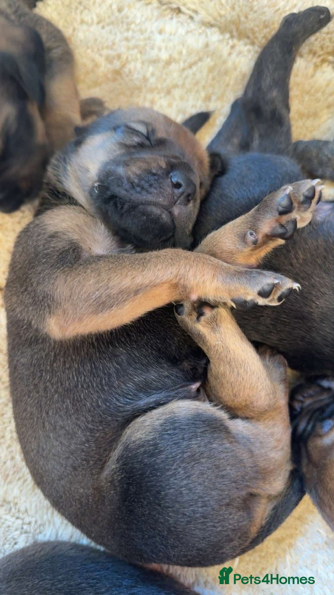 Mixed Breed dogs for sale: cane corso x doberman puppies - Image 3