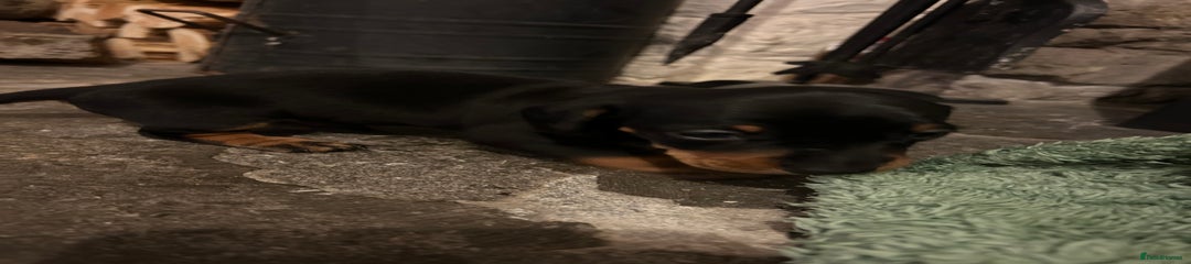 Miniature Dachshund Puppy 3