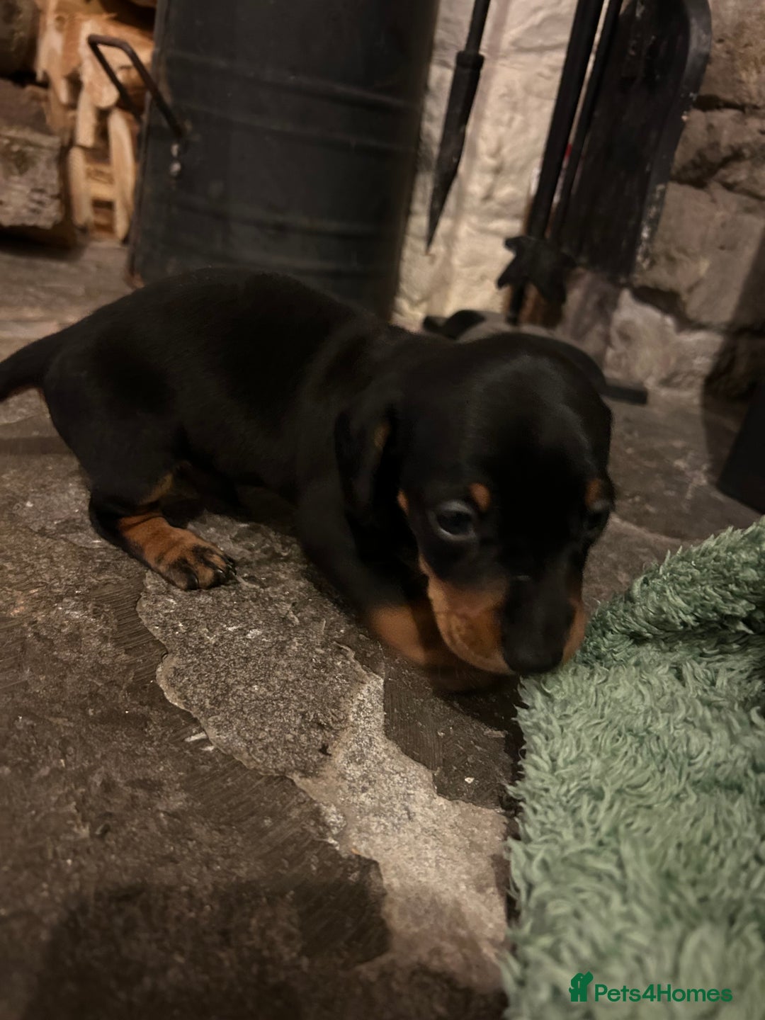 Miniature Dachshund dogs for sale: Miniature dachshund puppies  - Image 5