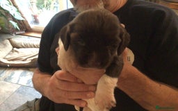 English Springer Spaniel dogs for sale: English Springer Spaniel Puppies KC Registered - Image 6