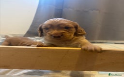 Cocker Spaniel dogs for sale: Working fox red/ginger cocker spaniels  - Image 2