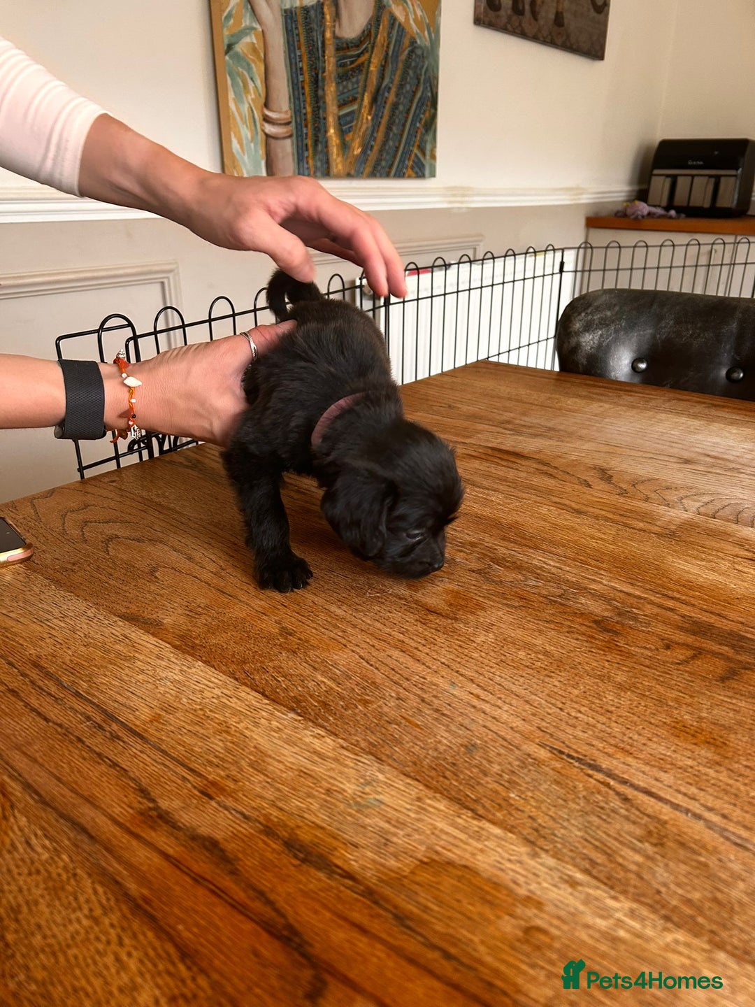 Mixed Breed dogs for sale: Gorgeous Black Poogledoodles Kid-Friendly Beauties - Image 11