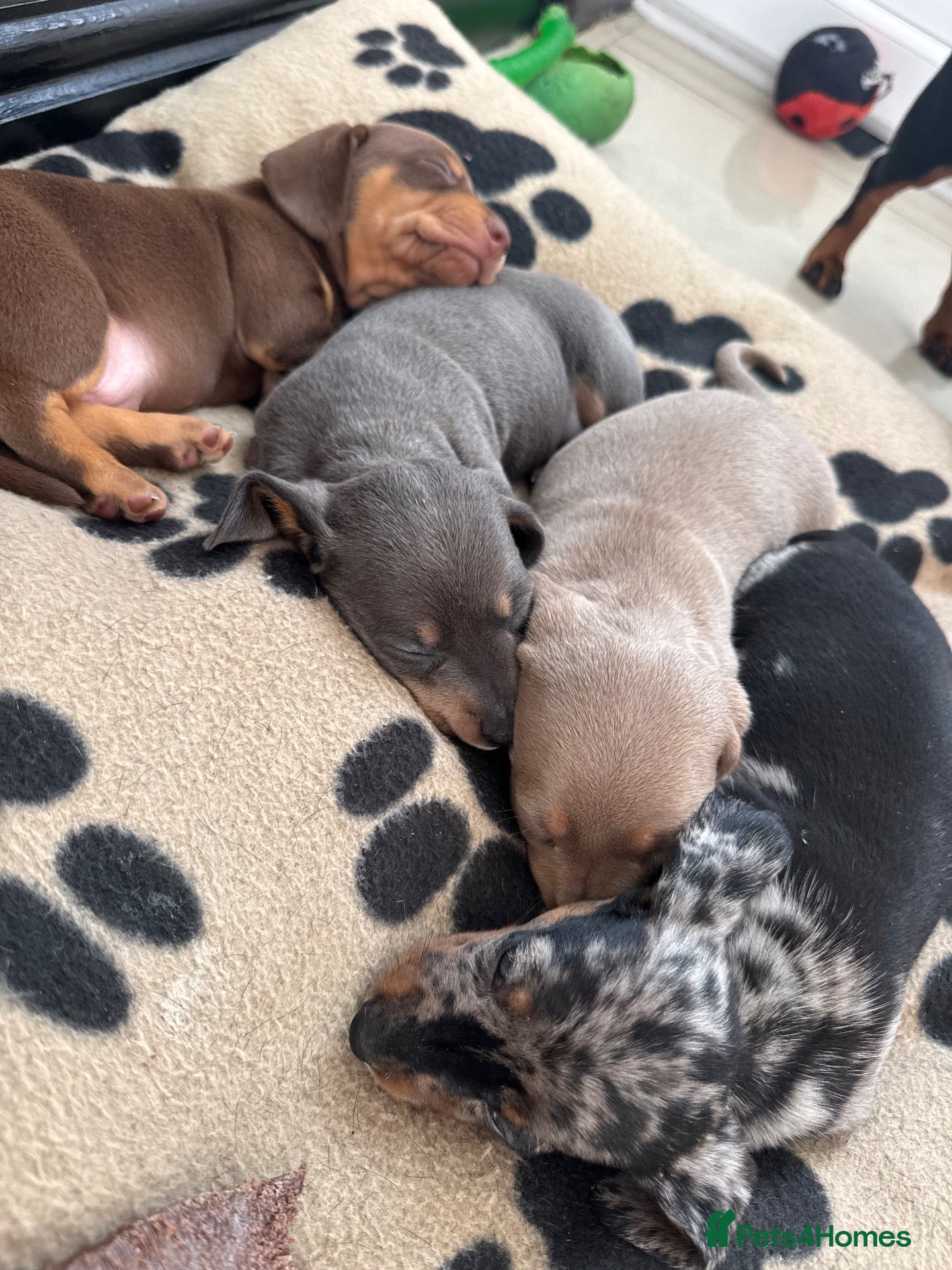 Dachshund dogs Miniature dachshunds - Advert 1