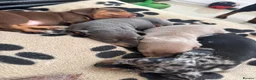 Dachshund dogs for sale: Miniature dachshunds - Advert 1