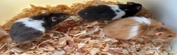 Hamster rodents for sale: Super friendly boy Syrian hamsters  - Advert 4