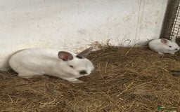 Californian rabbits for sale: Young Californian breeding trio  - Image 1