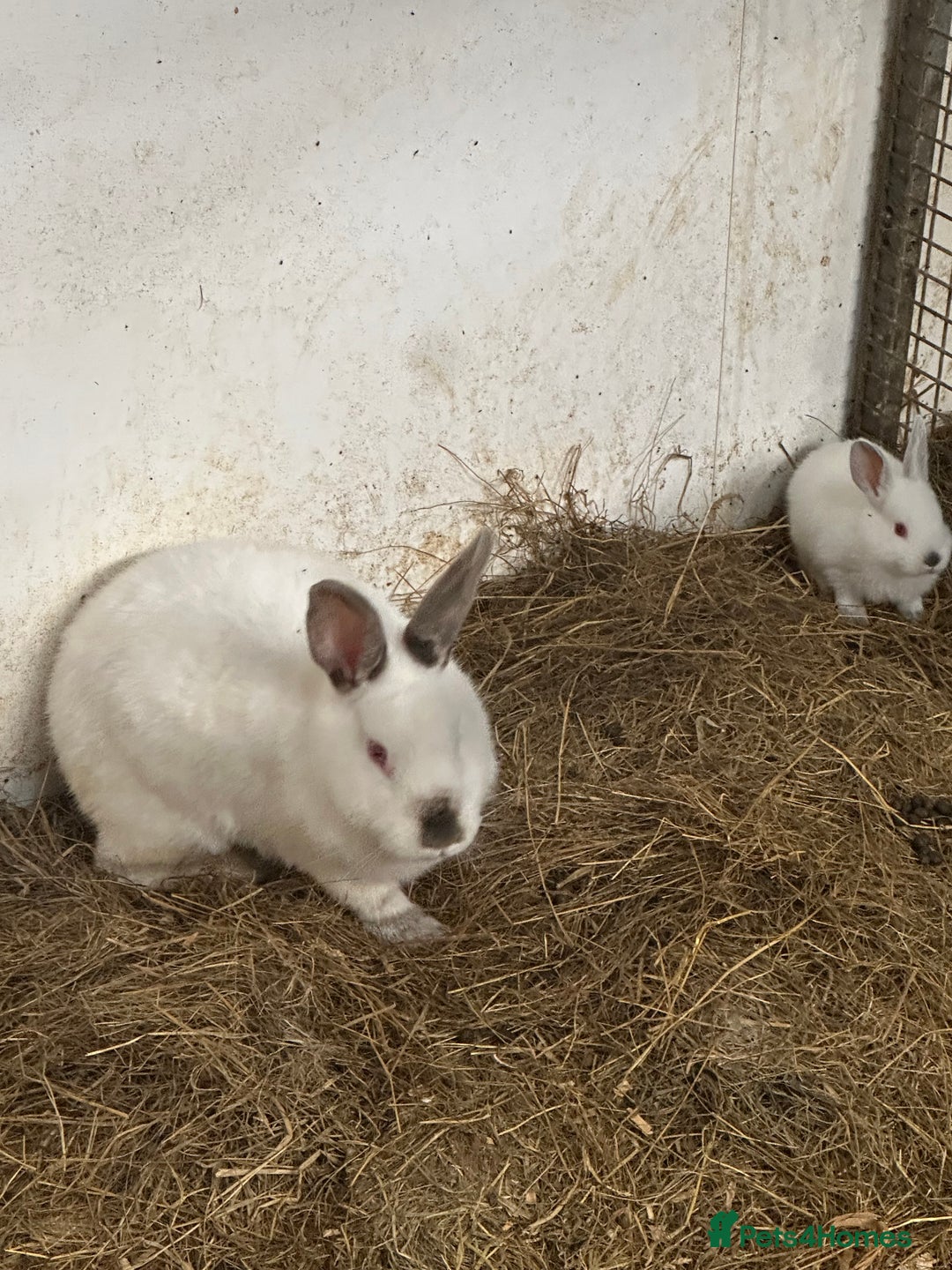 Californian rabbits for sale: Young Californian breeding trio  - Image 1