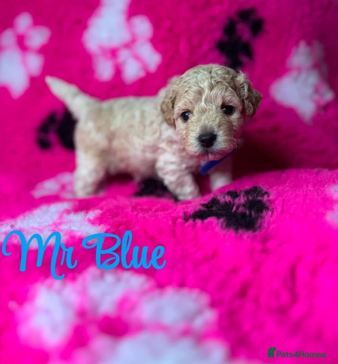 Toy Poodle dogs for stud: Charlie KC Toy poodle  extensively health tested  - Advert 24