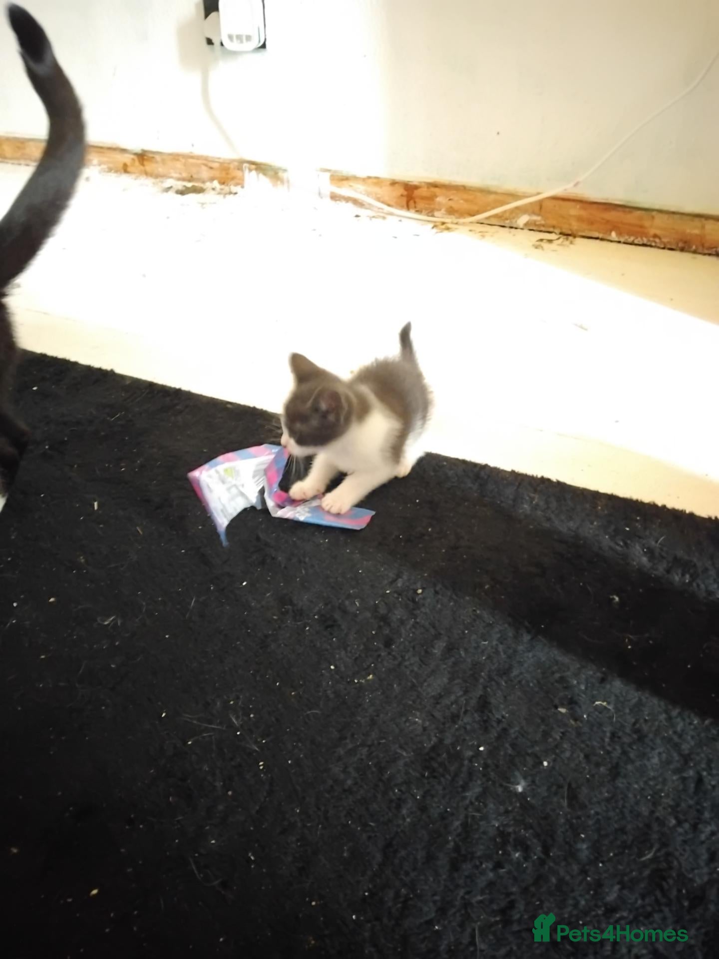 Mixed Breed cats Female kitten - Advert 18