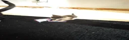 Mixed Breed cats for sale: Female kitten - Advert 2