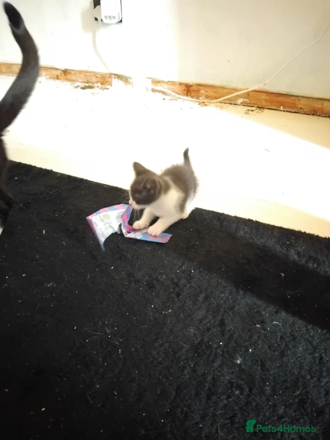 Mixed Breed cats for sale: Female kitten - Advert 2