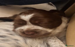 English Springer Spaniel dogs for sale: Springer Spaniel Pups  - Image 9