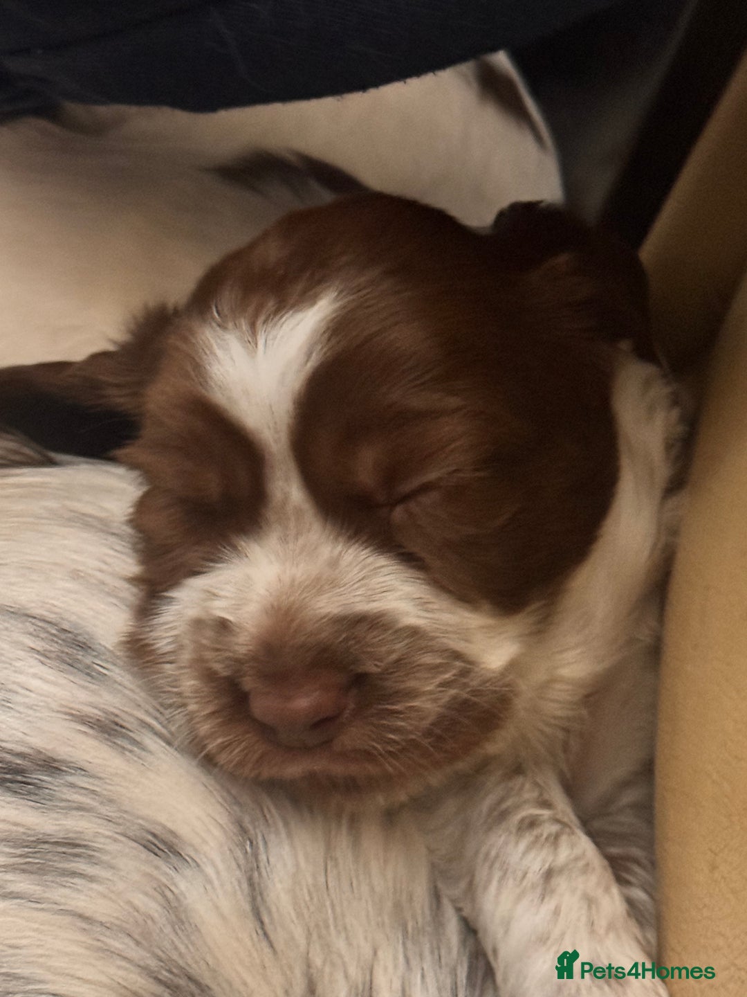 English Springer Spaniel dogs for sale: Springer Spaniel Pups  - Image 9