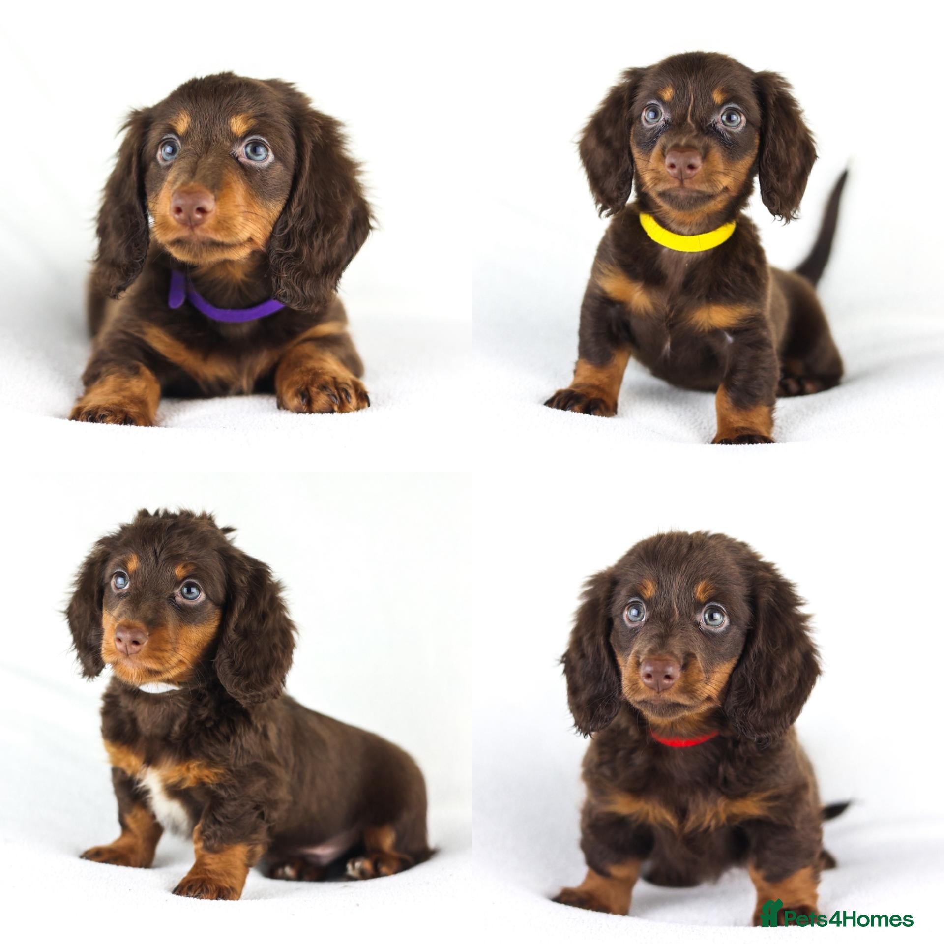 Miniature Dachshund dogs 4 male Dachshunds - Advert 3