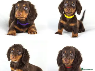 Miniature Dachshund dogs 4 male Dachshunds - Advert 3