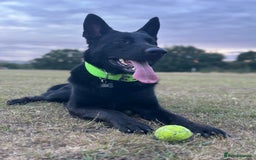 German Shepherd dogs for stud: German Shepherd *STUD* - Image 10