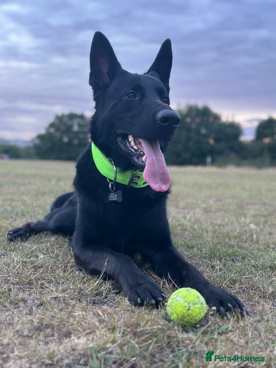 German Shepherd dogs for stud: German Shepherd *STUD* - Image 10
