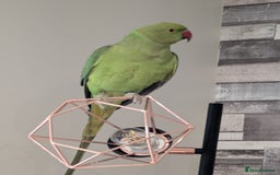 Parakeets birds for sale: Male ringneck parakeet & Female conure parakeet   - Image 6