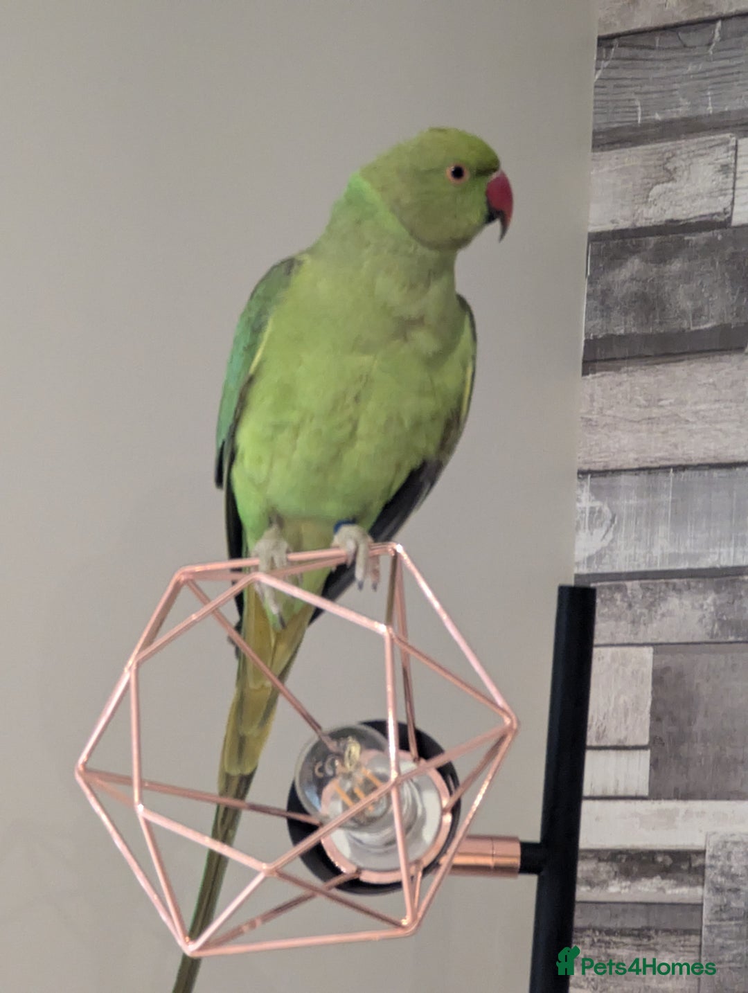 Parakeets birds for sale: Male ringneck parakeet & Female conure parakeet   - Image 6