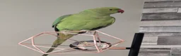 Parakeets birds for sale: Male ringneck parakeet & Female conure parakeet   - Advert 6