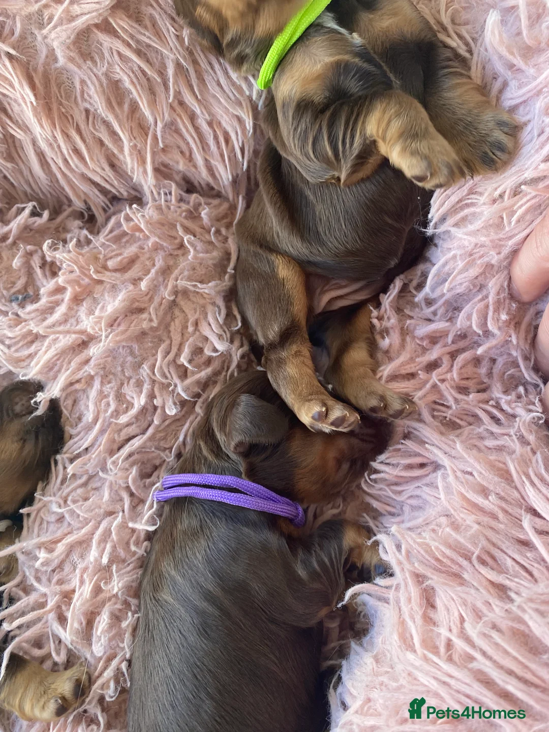 Cocker Spaniel dogs for stud: Stunning Show Cocker Spaniel in Doncaster - Advert 6