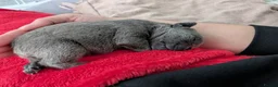 French Bulldog dogs for sale: French bulldog female  - Advert 4