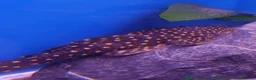 Other/Mixed Breed fish for sale: Full Aquatic Stocklist Manchester Pet's & Aquatics - Advert 9