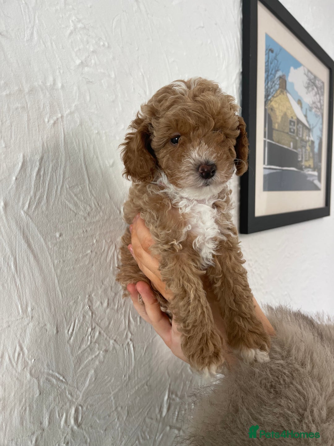 Toy Poodle dogs for sale: KC toy poodle puppies - Image 1