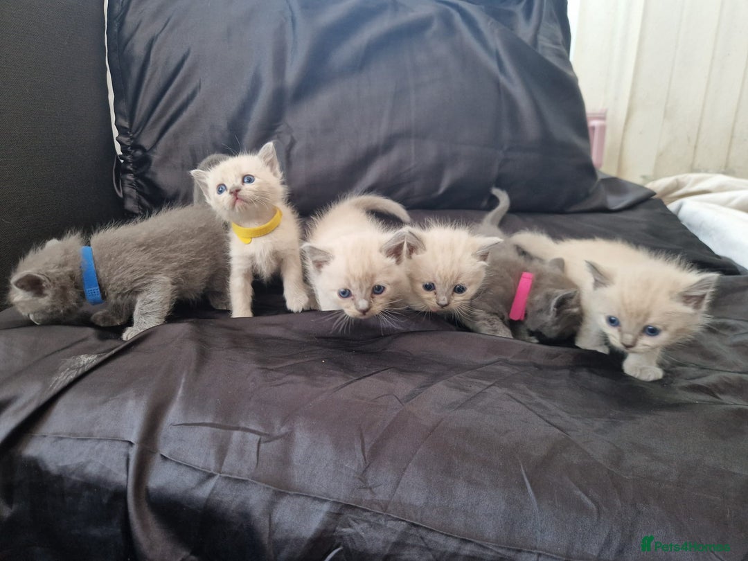 Ragdoll cats for sale: Ragrex kittens for sale  - Image 6