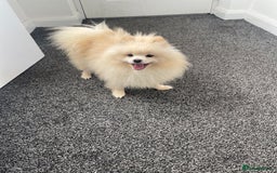 Pomeranian dogs for sale: Pomeranian puppy Male white - Advert 1