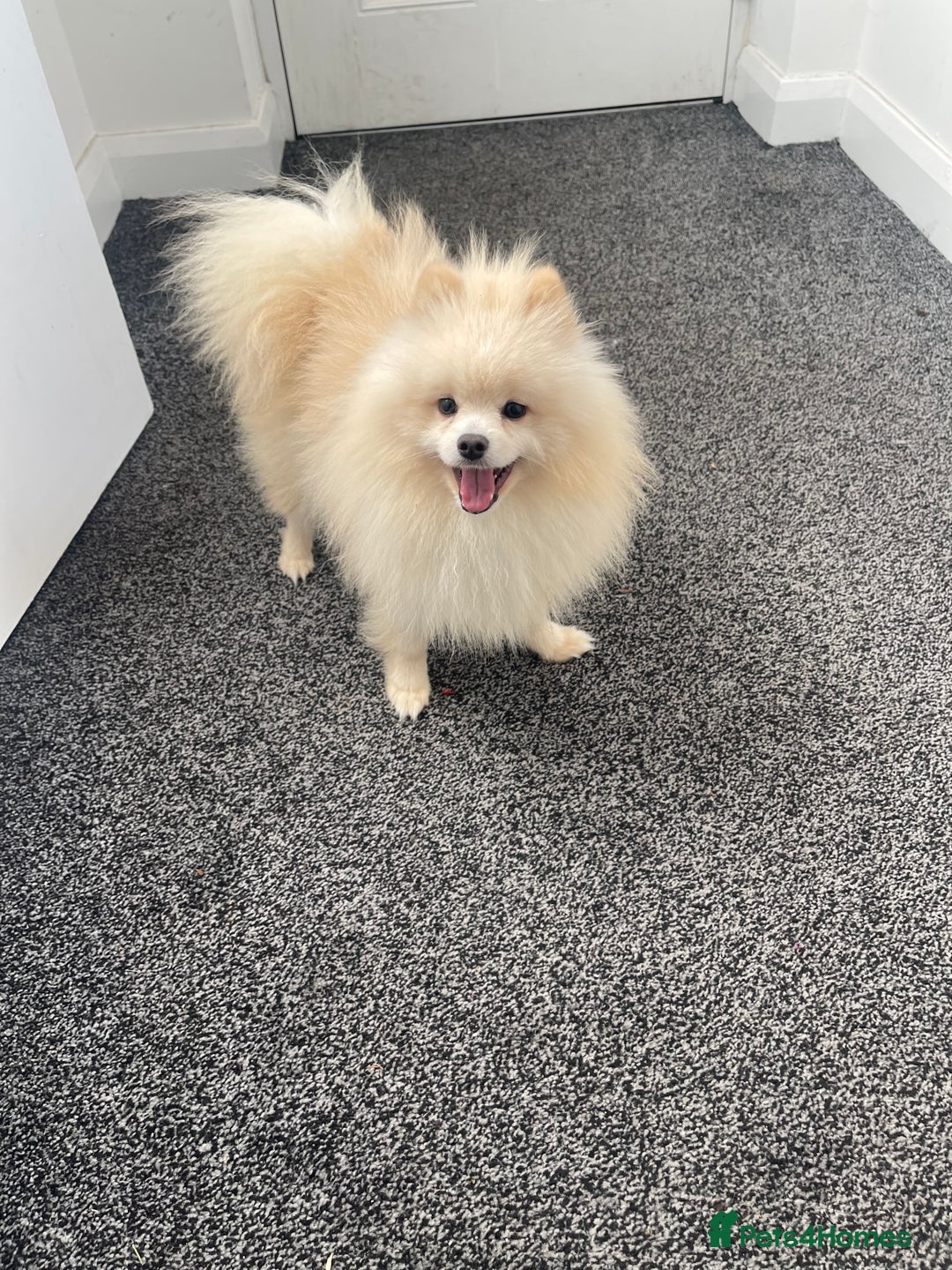 Pomeranian dogs for sale: Pomeranian puppy Male white - Advert 1