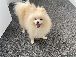 Pomeranian dogs Pomeranian puppy Male white - Advert 17