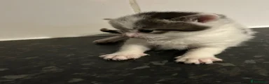 Mixed Breed Kitten 1