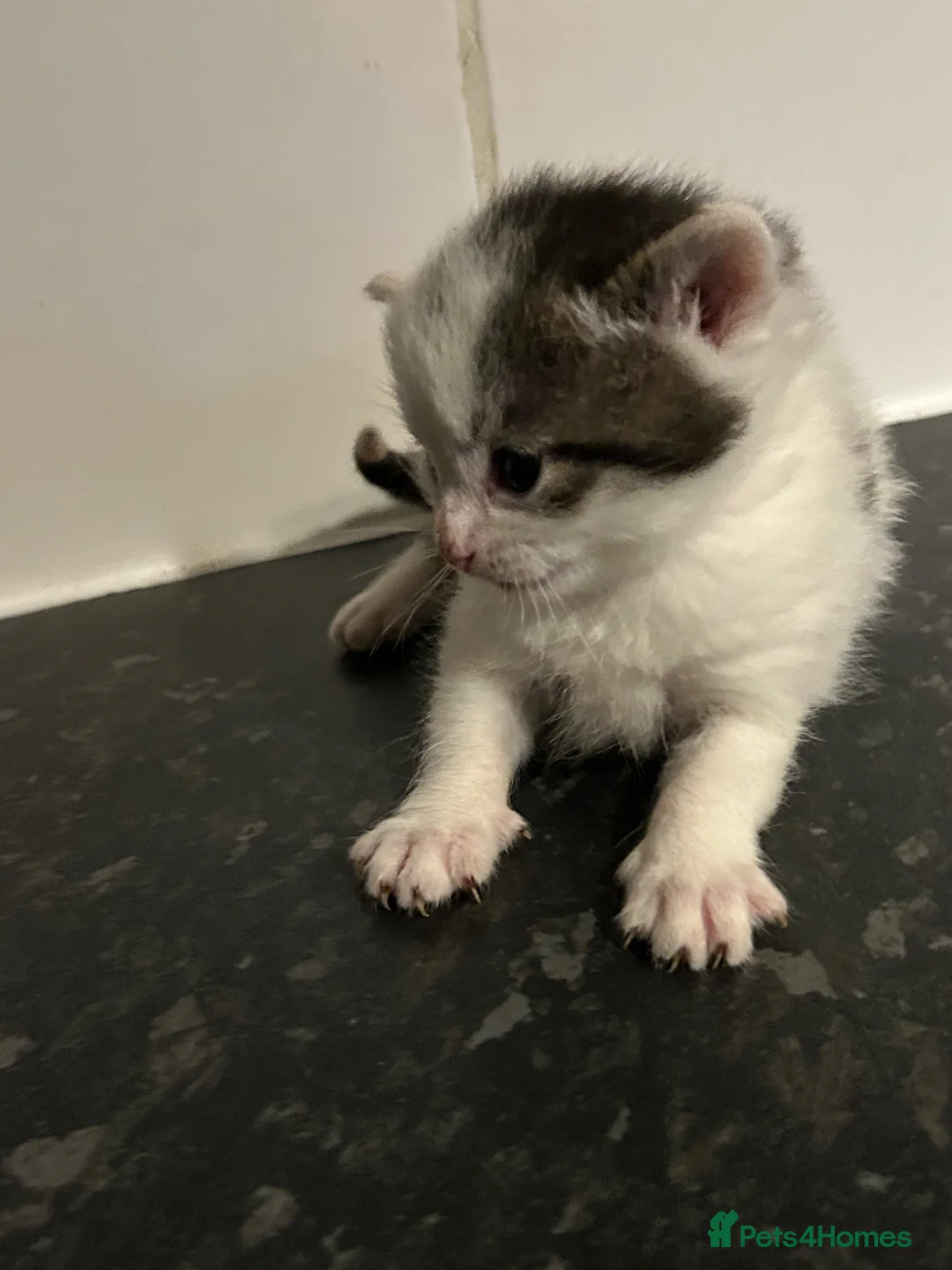 Mixed Breed cats for sale: 5 adorable kittens waiting for a good homes - Advert 2