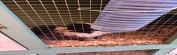 Guinea Pig rodents for sale: 2 Male longhair guinea pigs with Hutch in Maldon - Advert 2