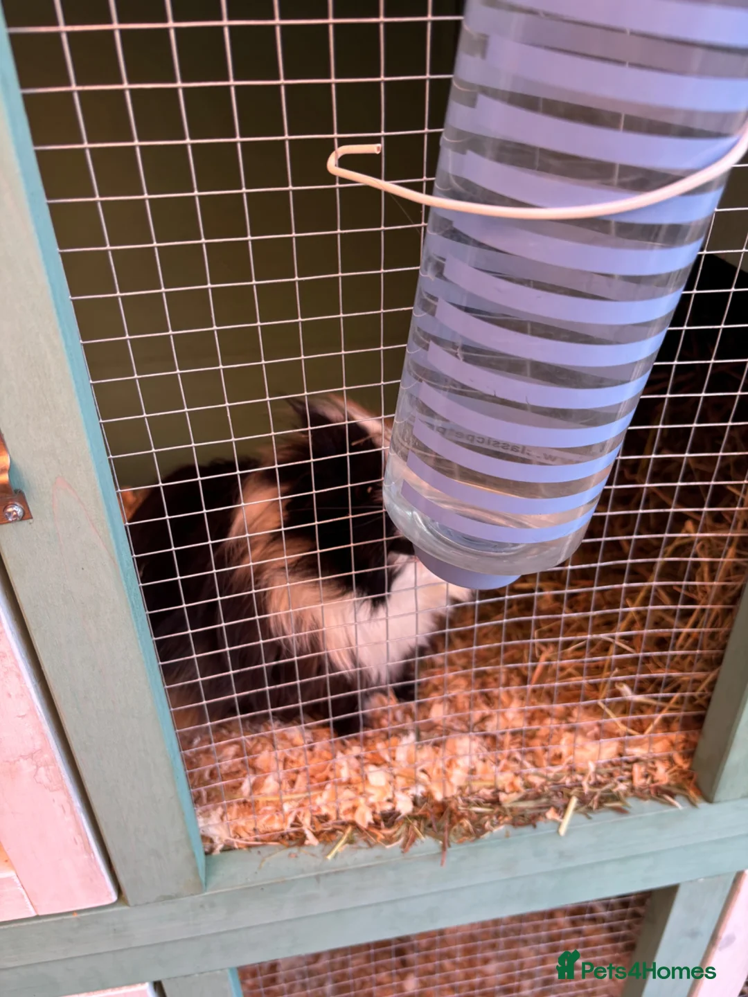 Guinea Pig rodents for sale: 2 Male longhair guinea pigs with Hutch in Maldon - Advert 2