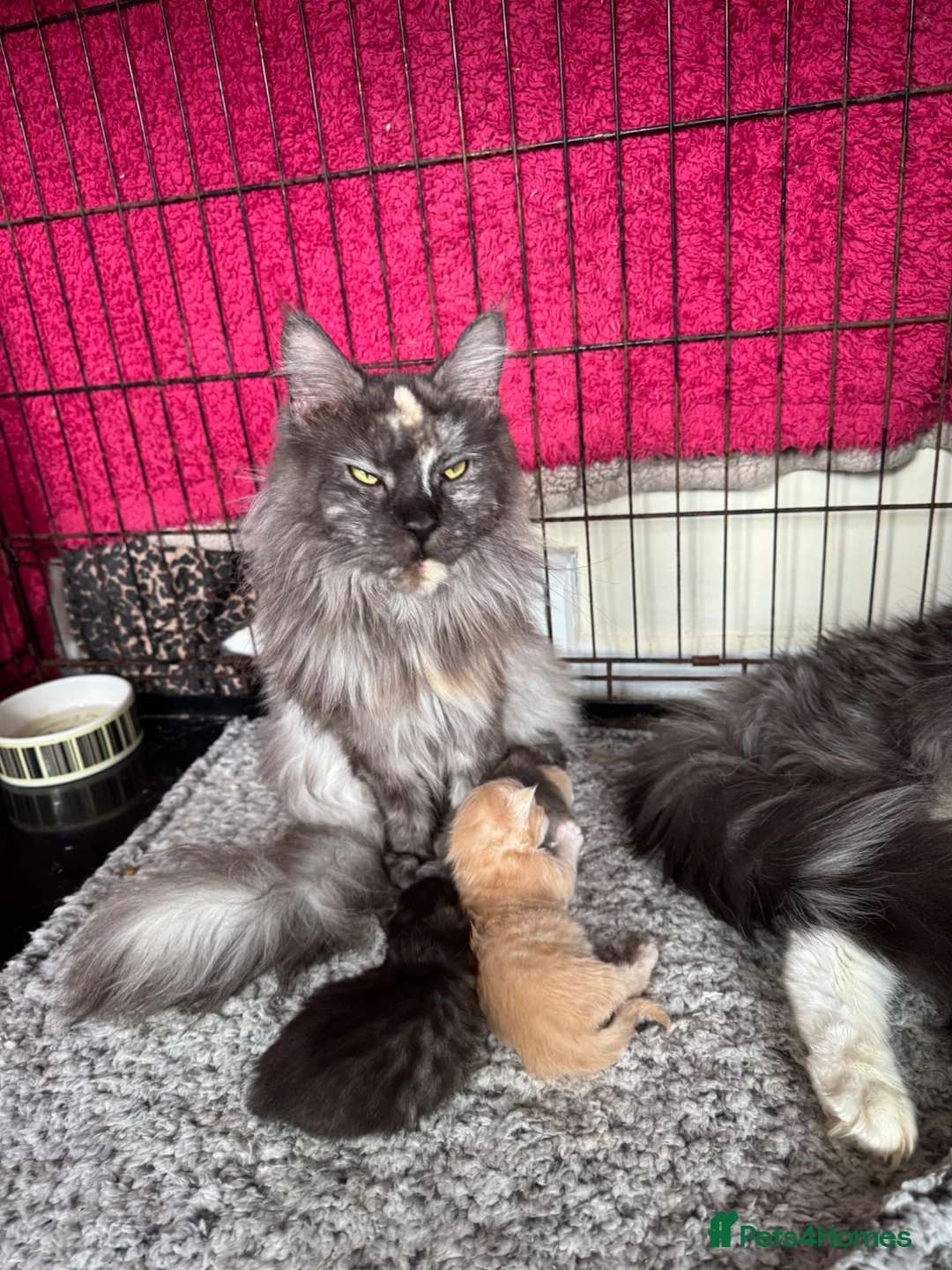 Maine Coon cats for sale: Mainecoon kittens - Advert 2