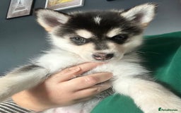 Pomsky dogs for sale: Beautiful husky marked Pomskies  - Image 7