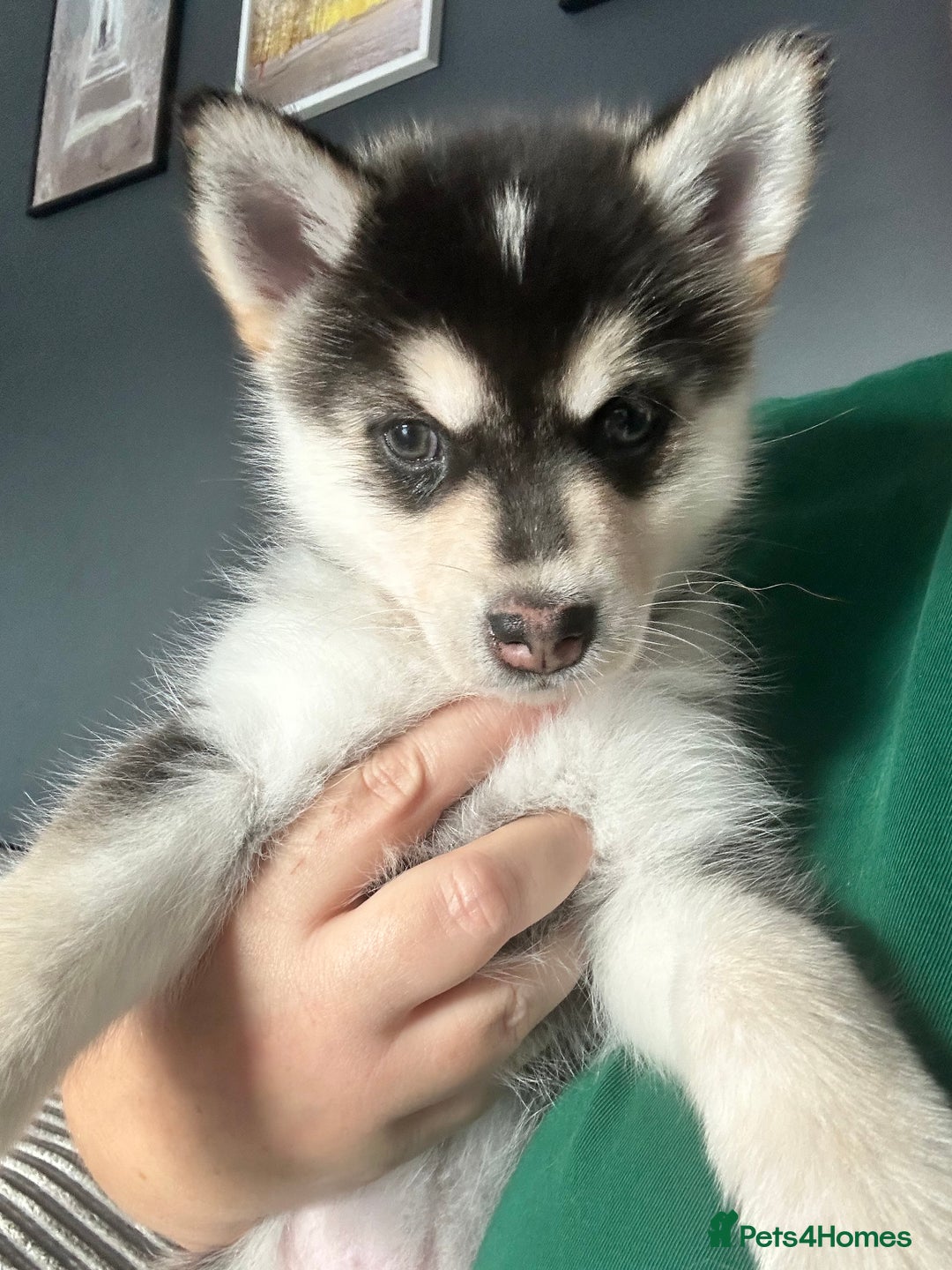 Pomsky dogs for sale: Beautiful husky marked Pomskies  - Image 7