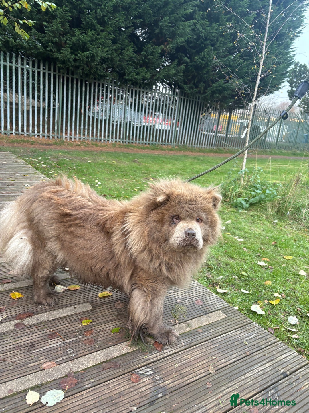 Chow Chow dogs for sale: LILAC FEMALE CHOW CHOW PARIS  - Advert 3